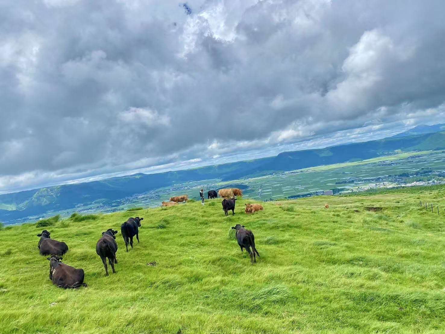 阿蘇の草原風景